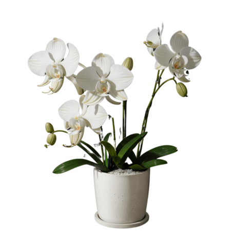 Fresh Orchid ( Selection of colours )